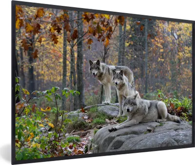 Produktbild von MuchoWow® MuchoWow® Gerahmtes Poster Wölfe - Fels - Wald 90x60 cm - Poster mit zchwarzem Bilderrahmen - Fotorahmen - Foto-Plakat
