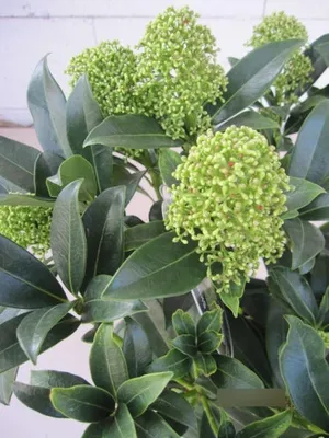 Produktbild von Skimmia japonica White Globe - Japanische Skimmie - 25-30cm