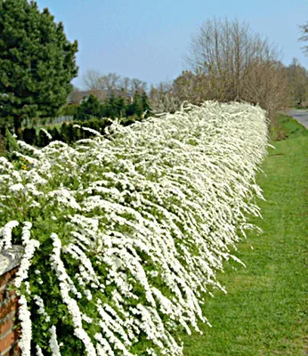 Produktbild von BALDUR Garten 1x Weiße Rispen-Spiere Hecke 'Grefsheim', Pflanze im 9x9 cm-Topf, Heckenpflanze, winterhart, robust und anspruchslos, blühend, Spiraea cinerea Grefsheim