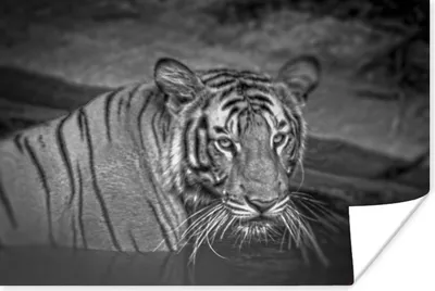 Produktbild von MuchoWow® Poster Tiger - Wasser - Schwarz - Weiß 180x120 cm - Fotoplakat