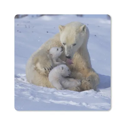 Produktbild von MuchoWow® Mauspad Mousepad Eisbären - Schnee - Weiß 30x30 cm - Mousepads - Maus Mat - Pad - Mausunterlage - Gaming