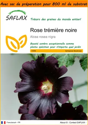 Image de SAFLAX Garden in the bag - Rose trémière noire - 100 graines - Alcea