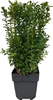 Image de Buxus sempervirens - 6 plantes pour 1 mètre courant - Buis commun - Plante de