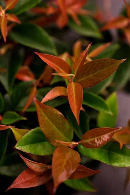 Produktbild von Leucothoe walteri 'Lovita', Traubenheide, immergrün, 20–30 cm