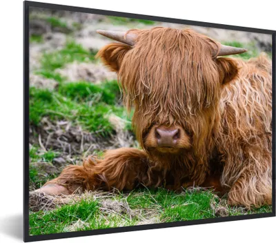 Produktbild von MuchoWow® Gerahmtes Poster Schottischer Highlander - Heu - Gras 80x60 cm - Poster mit Schwarzem Bilderrahmen Wandposter Rahmen Foto Bilder - Schwarzem - Mit Gestell