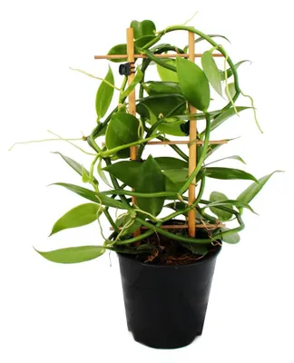Produktbild von Vanilla planifolia - Kletterorchidee - Echte Vanille Pflanze am Spalier 11cm Topf
