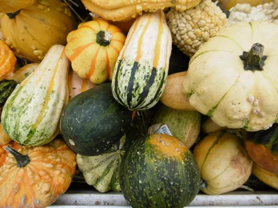 Productafbeelding van Sier Pompoenen 10 stuks ongeveer 12 cm Cucurbita Warentuin Natuurlijk