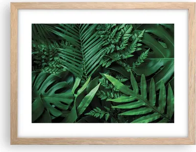 Produktbild von Gerahmtes Poster - Rahmen in heller Eiche - Exotisch Blätter Monstera - 40x30 cm - Wand Bild - Wanddeko - Wandbilder - Kunstposter - Wandposter - Bilderrahmen - Bilder - Kunstdruck - P2NAA40x30-4746
