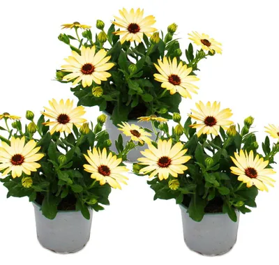 Produktbild von Kapkörbchen - Osteospermum ecklonis - 11cm Topf - Set mit 3 Pflanzen - gelb
