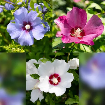 Image de Hibiscus syriacus Tricolour, 3 plants de 17 cm, hauteur 45 cm, hibiscus de jardin à fleurs roses