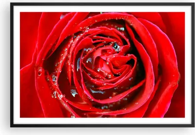 Produktbild von Gerahmtes Poster - Schwarzer Rahmen - Rose Blume Blütenblätter Tau - 91,5x61 cm - Wand Bild - Wanddeko - Wandbilder - Wandposter - Bilderrahmen - Bilder - Kunstdruck - Wandbild - P2BAA91x61-1518