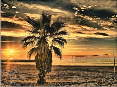 Produktbild von ARTland Wandbild Alu für Innen & Outdoor Palme bei Sonnenuntergang Größe: 60x45 cm