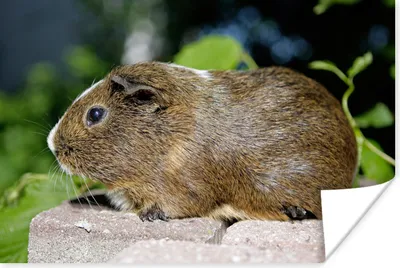Produktbild von MuchoWow® Poster Meerschweinchen-Porträt 120x80 cm - Bilder
