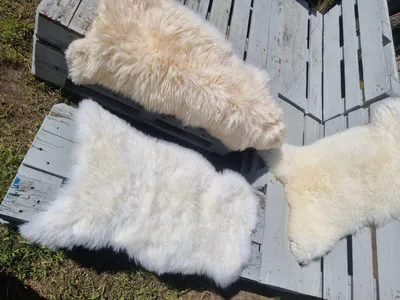 Produktbild von Echtes Schaffell – rustikales Naturfell für Teppich, Felldecke oder Deko – kleine Schönheitsfehler Natur-Weisse Schaffelle.Größe:120cm - 130cm