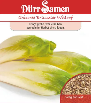 Produktbild von Dürr-Samen - Chicoree Brüsseler Witloof - Saatgut - 0503