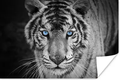 Produktbild von MuchoWow® Poster Tiere - Tiger - Schwarz und weiß - Augen - Blau 90x60 cm - Schlafzimmer