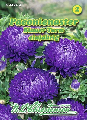 Produktbild von Paeonienaster Blauer Turm | Asternsamen von N.L. Chrestensen