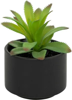 Produktbild von Fettpflanze im topf h13 - Atmosphera créateur d'intérieur