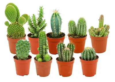 Produktbild von Zynesflora Mini Kakteen im Set - 9 Stück im 5.5 cm Pflanzentopf - Kleiner Kaktus Zimmerpflanze Sammlung - Höhe: 5-10 cm