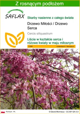 Zdjęcie produktu dla SAFLAX - Drzewo Miłości / Drzewo Serca - 60 Nasiona - Z podłożem uprawowym wolnym od zarazków - Cercis siliquastrum