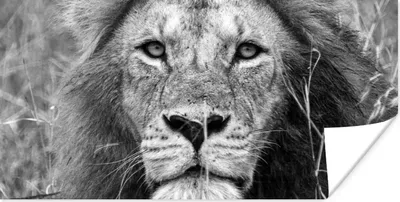 Produktbild von MuchoWow® Poster Löwe - Porträt - Tiere 40x20 cm - Poster für die Wand - Poster Schlafzimmer