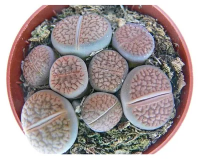 Produktbild von Lithops - Lebender Stein - mehrere Pflanzen im 8,5cm Topf