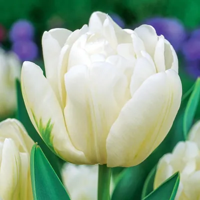 Produktbild von Tulpen Blumenzwiebeln Zwiebeln Blumen Gefüllte Tulpe Up White 5 St.