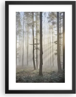 Produktbild von Gerahmtes Poster - Schwarzer Rahmen - Wald Baum Natur - 30x40 cm - Wand Bild - Wanddeko - Wandbilder - Kunstposter - Wandposter - Bilderrahmen - Bilder - Kunstdruck - Wandbild - P2BPA30x40-3749