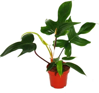 Image de Philodendron Florida Beauty Green - Ami des arbres exceptionnel - pot de 12cm