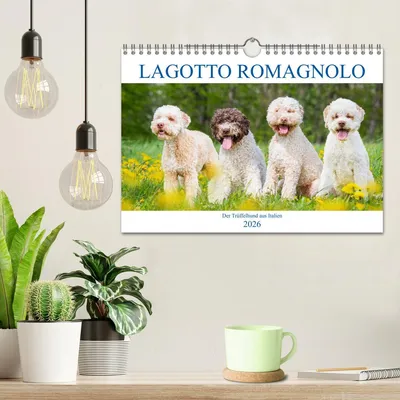 Produktbild von Lagotto Romagnolo - Der Trüffelhund aus Italien (Wandkalender 2026 DIN A4 quer), CALVENDO Monatskalender
