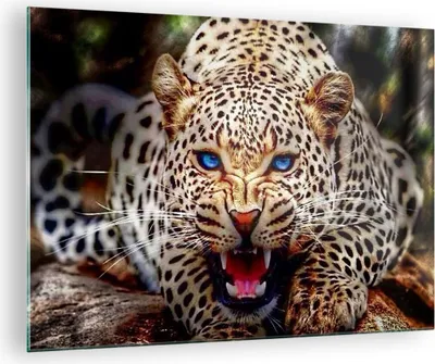 Produktbild von Bilder auf glas - Panther Tier - 70x50cm - Glasbilder - Wandbilder - Bilder - Kunstdruck - zum Aufhängen bereit - Wanddekoration aus Glas - Glas Bilder - Wandbild auf Glas - Einteilig - GAA70x50-3506