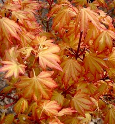 Produktbild von Fächerahorn 'ORANGE DREAM' 70-80 cm, Cont. 2,5 l