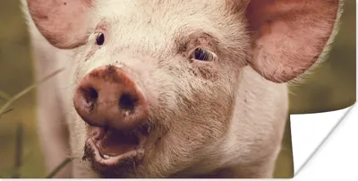Produktbild von MuchoWow® Poster Schwein - Porträt - Tier 40x20 cm - Poster für die Wand - Poster Schlafzimmer