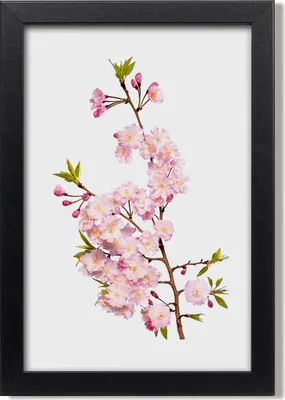 Produktbild von Bild 20x30 MDF-Rahmen, Wandkunst Kirschblüten