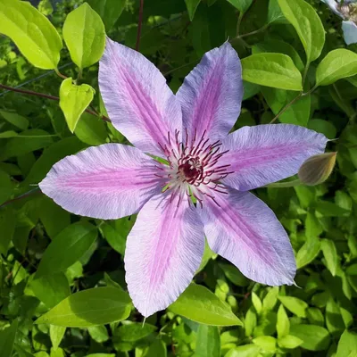 Produktbild von Clematis Nelly Moser Kletterpflanze, großblumig, hellrosa, 2-3 m hoch, im 2L Topf