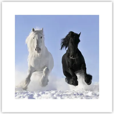 Produktbild von Poster - Poster ohne Rahmen - Tiere Schönheit Wettbewerb - 30x30 cm - Wand Bild - Wanddeko - Wandbilder - Kunstposter - Wandposter - Bilder - Kunstdruck - Wanddekoration - Wandbild - P2XAC30x30-2179