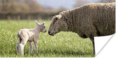 Produktbild von MuchoWow® Poster Schafe - Gras - Lamm 120x60 cm - Bild