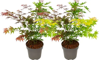 Image de Érable du Japon - Set de 2 - Acer palmatum 'Festival' - Hauteur 60-70cm - ⌀19cm