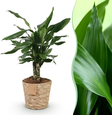 Produktbild von Green boutiQ - Zimmerpflanzen - Dracaena fragrans Steudneri - Drachenblutbaum - Wenig Pflege - mit Korb - Grün - 1 Pflanze - Topf 17cm - Höhe 50-55cm