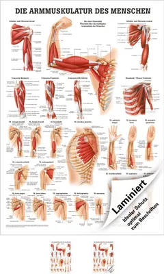 Produktbild von Armmuskulatur Poster Anatomie 70x50 cm medizinische Lehrmittel