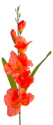 Produktbild von Künstliche Gladiole ca. 60cm Schwertlilie ORANGE