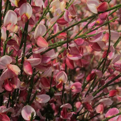 Obrázok produktu pre 2 x Kvet zlatohlúbový 'Hollandia' – Cytisus 'Hollandia' | 40-60 cm, v kvetináči