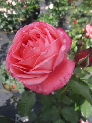 Produktbild von Rosa Bijou Corail ® - Edelrose - Duft++++ - Delbard-Rose
