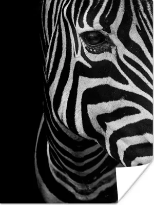 Produktbild von MuchoWow® Poster Tiere - Zebra - Schwarz - Weiß 90x120 cm - Wohnzimmer
