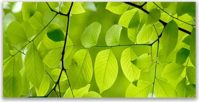 Produktbild von Tulup Leinwand-Bilder 120x60 Wandbild Canvas Kunstdruck Blätter Natur