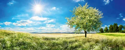 Produktbild von Fototapete - Blossom Tree 375x150cm - Vliestapete