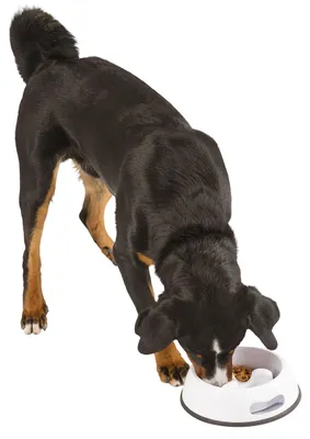 Immagine prodotto di Kerbl ciotola per cani in plastica Anti Dribble 1000ml, bianco; 80504
