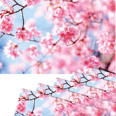 Produktbild von Abwaschbare Tischsets 6er Set Frühling Kirsch-Blüten
