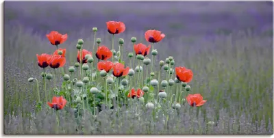 Produktbild von ARTland Leinwandbild Lavendelfarm in Sequim - Mohnblumen Größe: 100x50 cm
