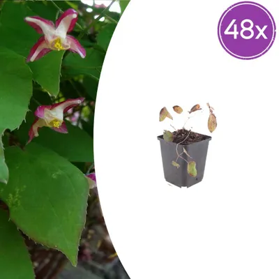 Produktbild von Epimedium rubrum | 48 Stück - 10-25cm - Ø9cm - Gartenpflanze